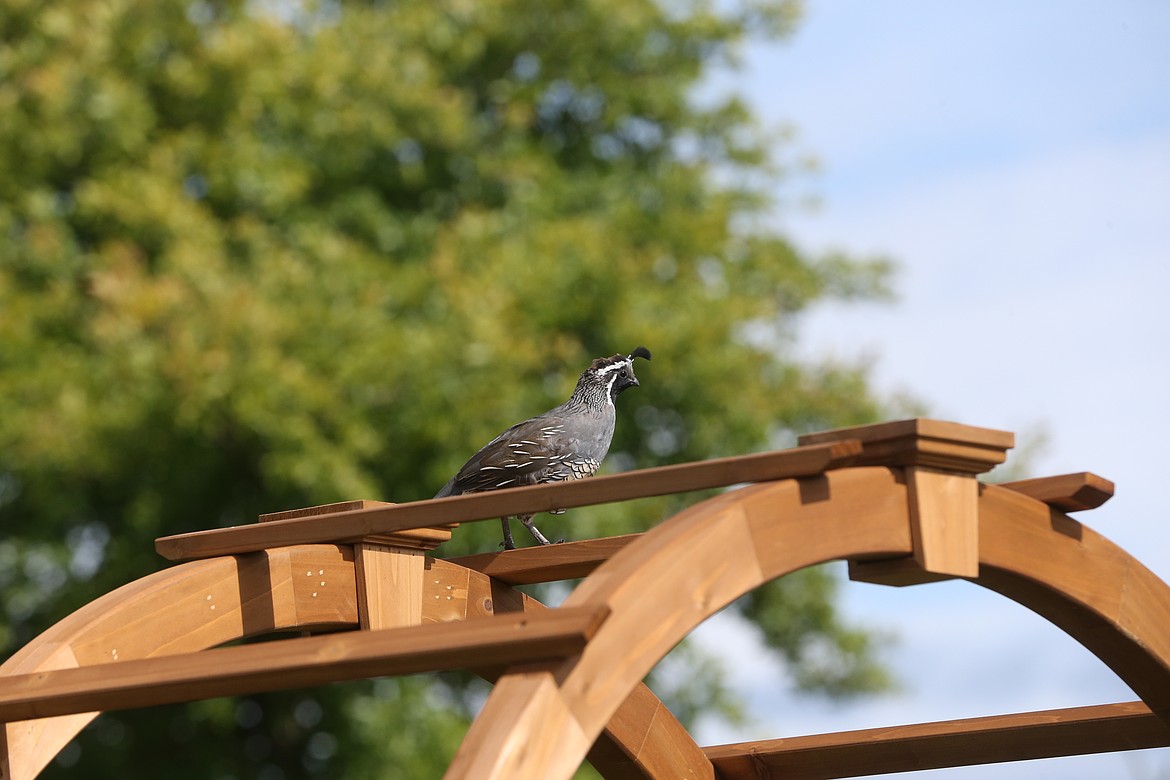 A curious quail looks over the Skyway Elementary garden from atop an arbor Wednesday morning.