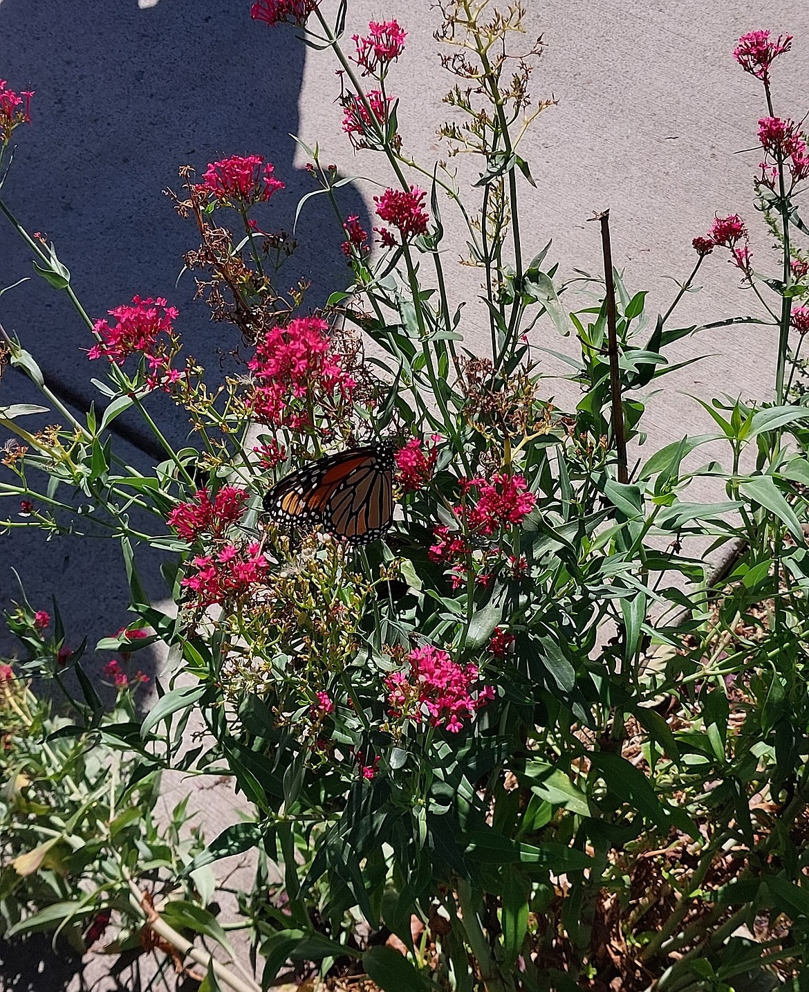 A monarch butterfly raised in Athol lingers on a Jupiter's Beard flower (also called red valerian) after an educational program with WingsRising and the Rathdrum Parks and Recreation Department Thursday in Rathdrum.