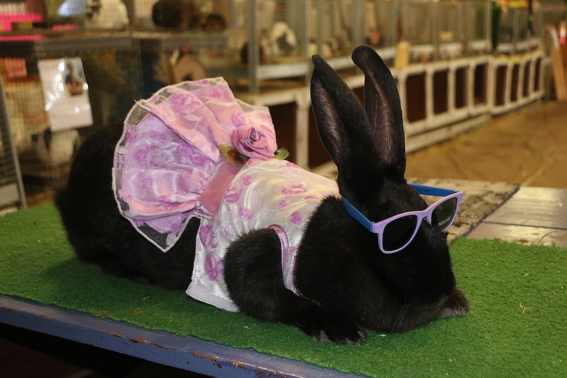 Nick Harper's Grand Champion bunny at the 2024 Lincoln County Fair. (Photo courtesy Svetlana Harper)