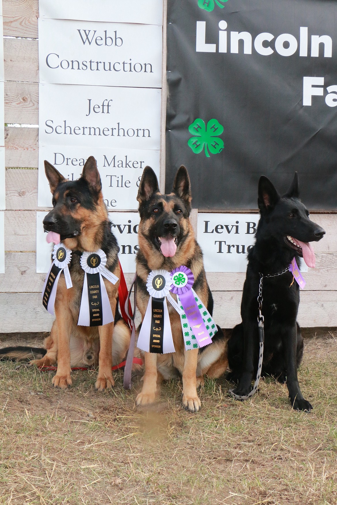 The 2024 Lincoln County Fair's 4-H dog show saw some impressive canines. Troy's Nick Harper also won the Round Robin for being a two-time Grand Champion in showmanship for dog and rabbit. (Photo courtesy Svetlana Harper)