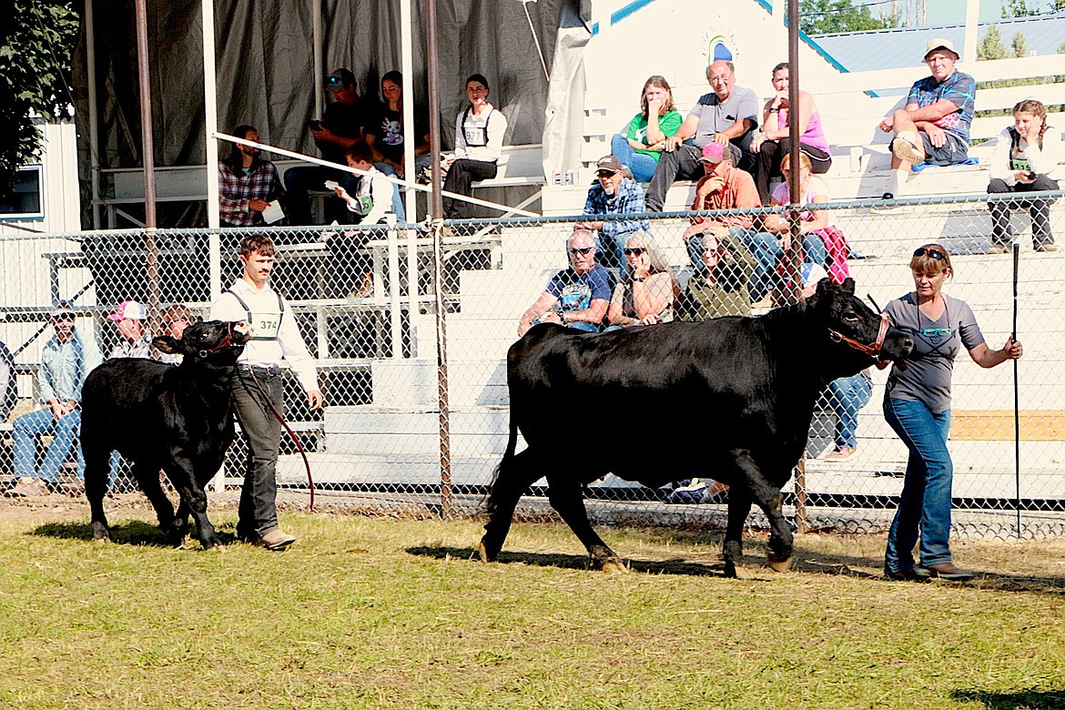 Nick and Svetlana Harper show his cow/calf pair at the 2024 Lincoln County Fair. (Photo courtesy Svetlana Harper)