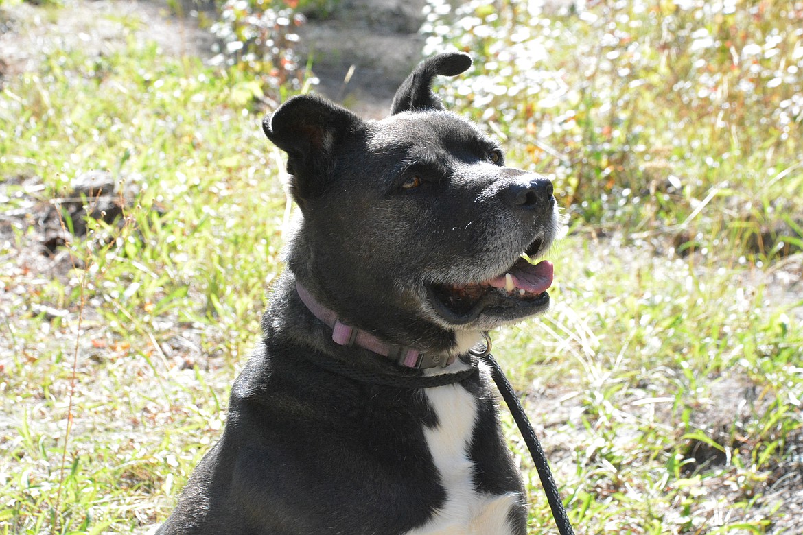 This friendly boy is named Petey. He is a 6-year-old husky/akita mix who is available for adoption at Rescuing Cujo. (Mineral Independent/Amy Quinlivan)