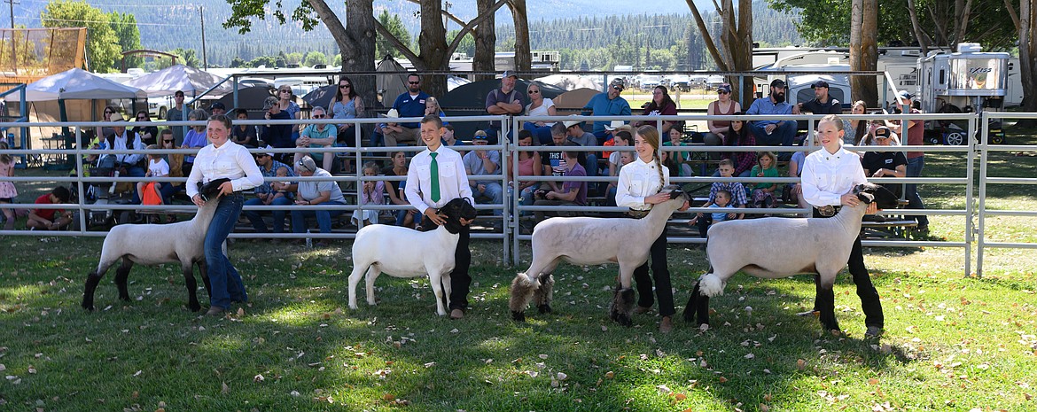 Competitors in the junior sheep competition at the Sanders County Fair. (Tracy Scott/Valley Press)