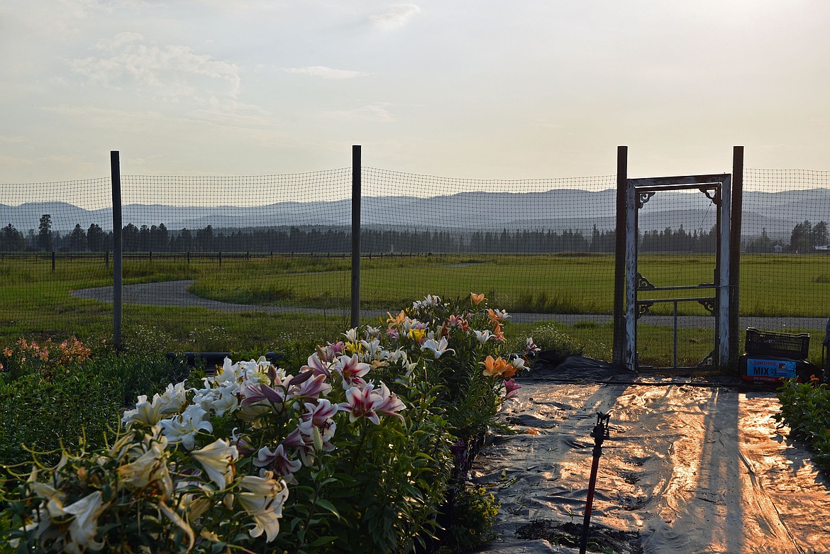 Golden hour at Mountain Prairie Flower Farm with the first blooms of the season in late August. (Kelsey Evans/Whitefish Pilot)