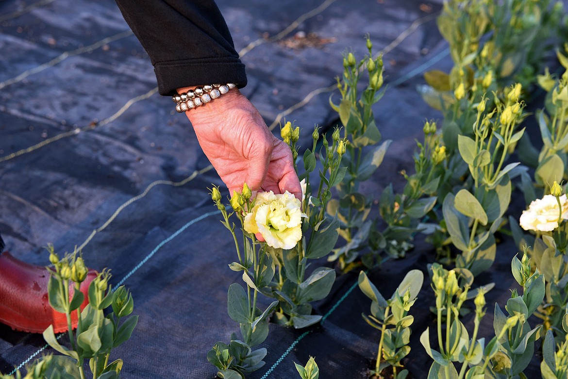 The tricky lisianthus flower blooming in late August after many months of hard work at Mountain Prairie Flower Farm. (Kelsey Evans/Whitefish Pilot)