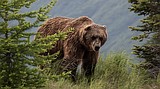 Idaho archery hunters shoot, kill grizzly bear after it attacked and bit one of them