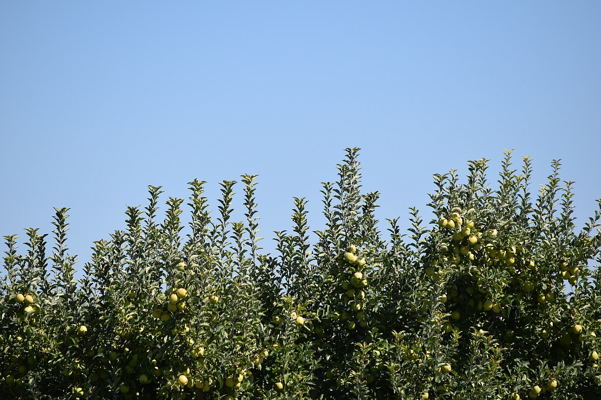 A burglary suspect hid under tarps in an apple orchard in the Quincy area Monday evening, but was eventually captured by law enforcement after a drone was used to locate him.