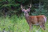 More deer tags available after CWD found in Flathead buck
