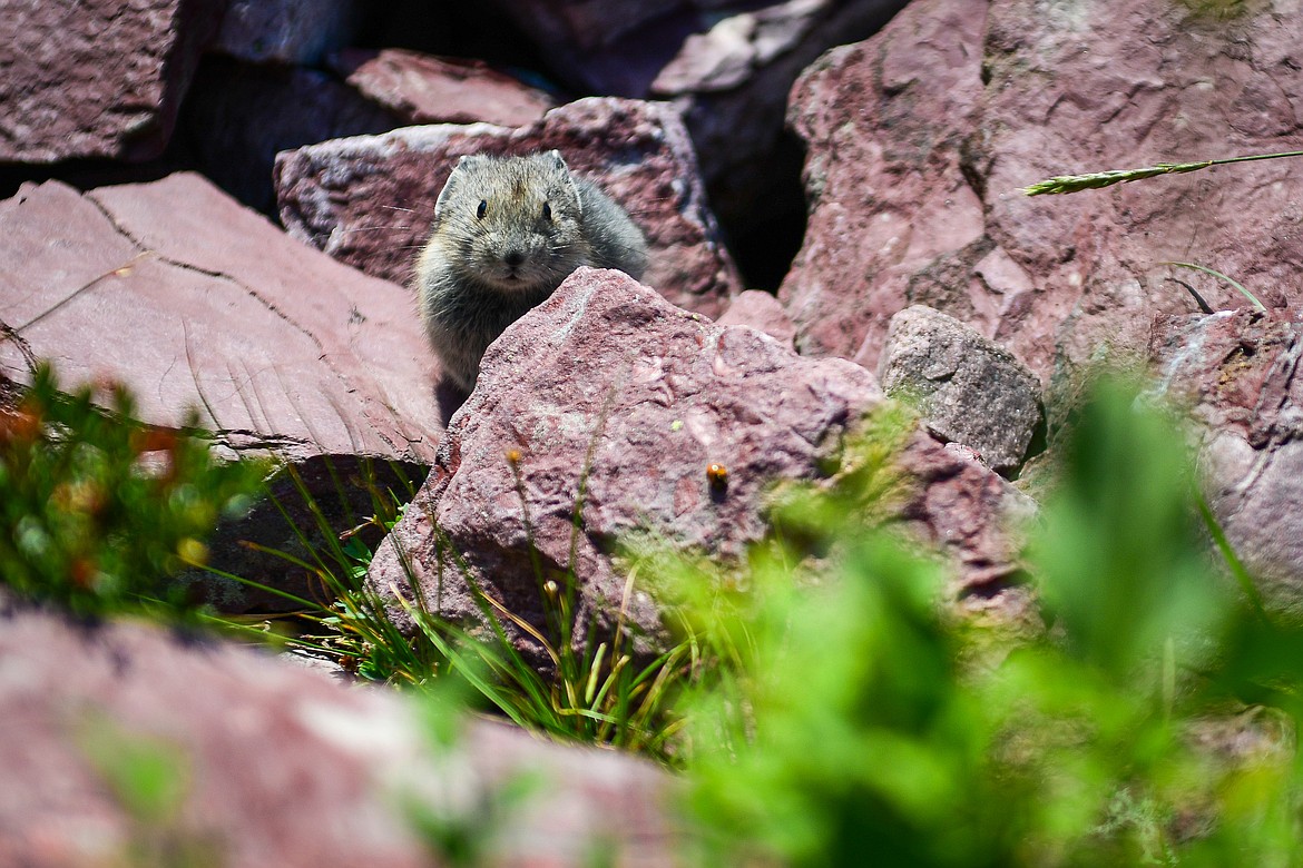 A pika peaks from behind rocks lining the shore of Cobalt Lake along the Two Medicine Pass Trail in Glacier National Park on Sunday, Aug. 11. (Casey Kreider/Daily Inter Lake)