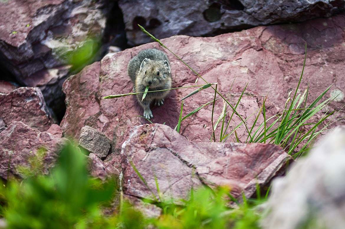 A pika nibbles on a blade of grass near Cobalt Lake along the Two Medicine Pass Trail in Glacier National Park on Sunday, Aug. 11. (Casey Kreider/Daily Inter Lake)