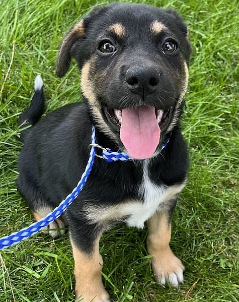 Basil, a Bernese mountain dog/pit bull mix, was recently posted as a dog in need of a forever home on Companions Animal Center's social media. The Coeur d'Alene Arts and Culture Alliance will partner with Companions for a special Sept. 13 ArtWalk.