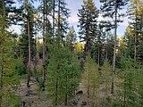 OUR GEM: Innovative land use, applying no-damage principles across ranching and forestry
