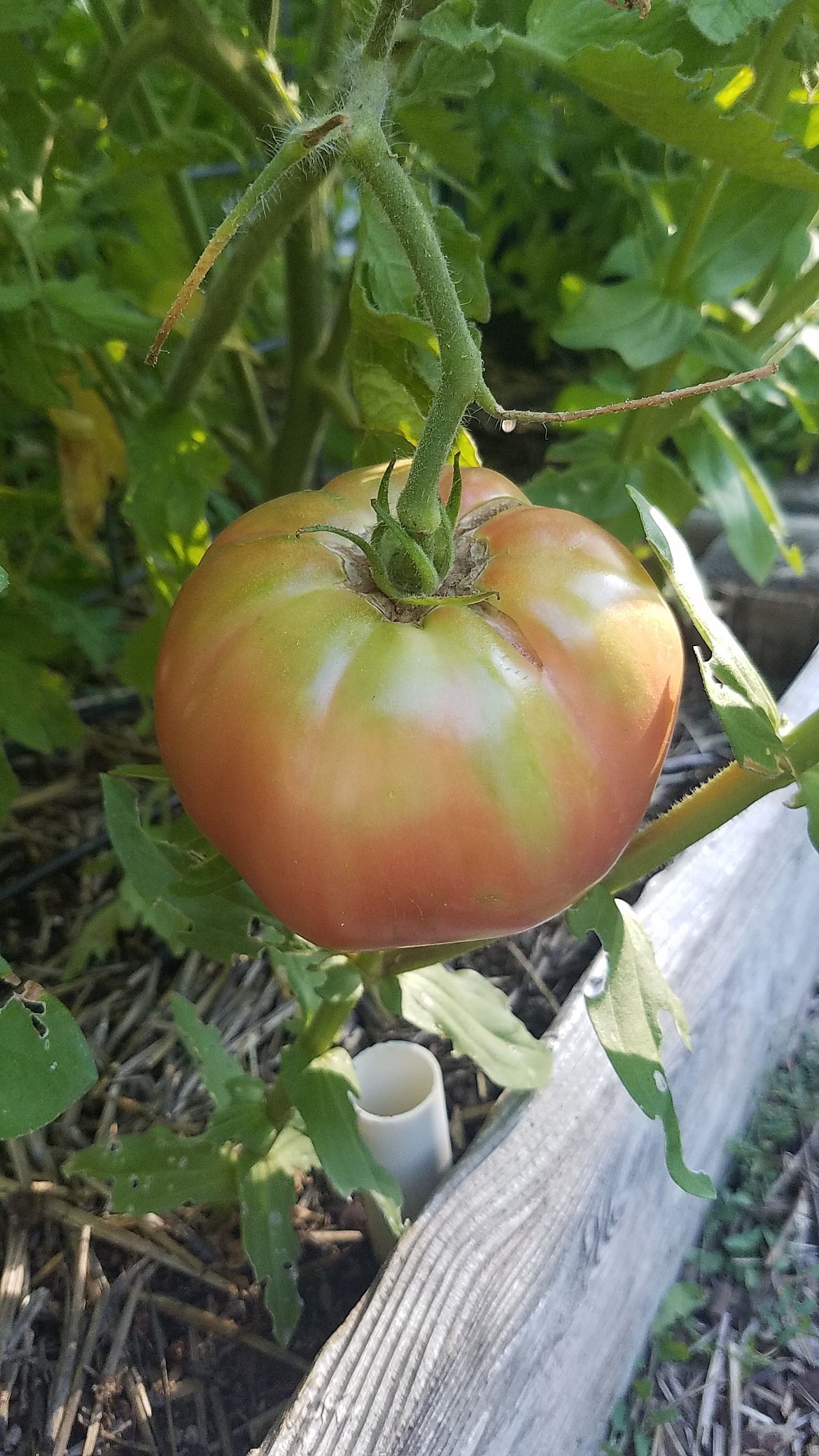 A tomato in the breaker stage shows some color development. Harvesting at this stage avoids fruit splitting from rain or damage from birds or squirrels.