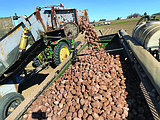 2024 Washington potato crop thriving with an expected 93 million pounds