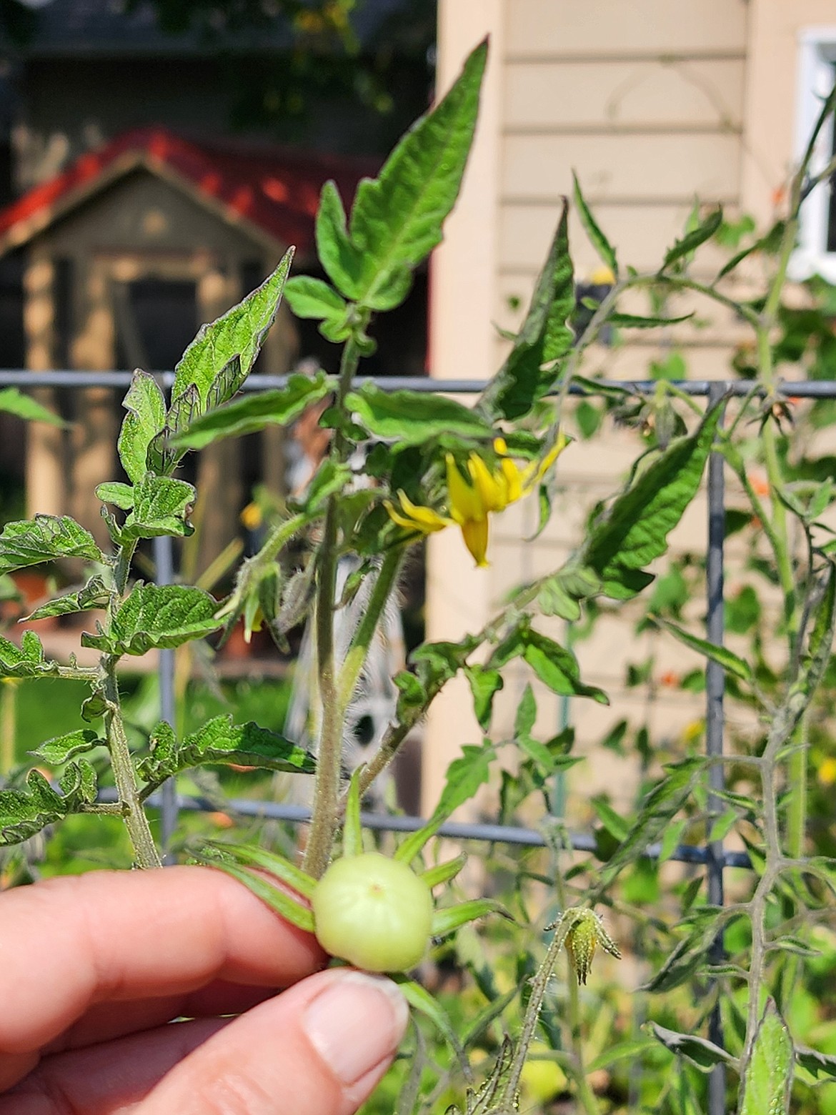 Topping a tomato plant stops growth and diverts plant energy into ripening fruit. Any blossoms or immature fruit should also be removed from the plant for the same reason.