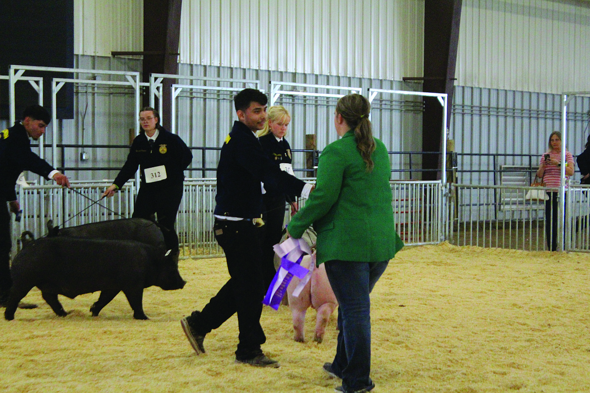 A contestant in Future Farmers of America fitting and showing competition accepts a grand champion ribbon from the judge.