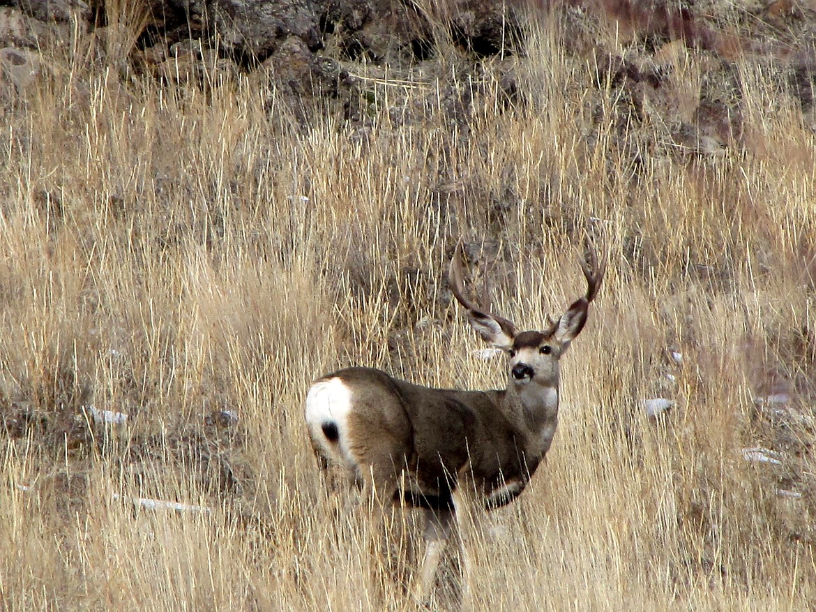 Idaho mule deer hunting should improve after hunters last fall saw the unfortunate results of the catastrophic 2022-23 winter, particularly in eastern Idaho.