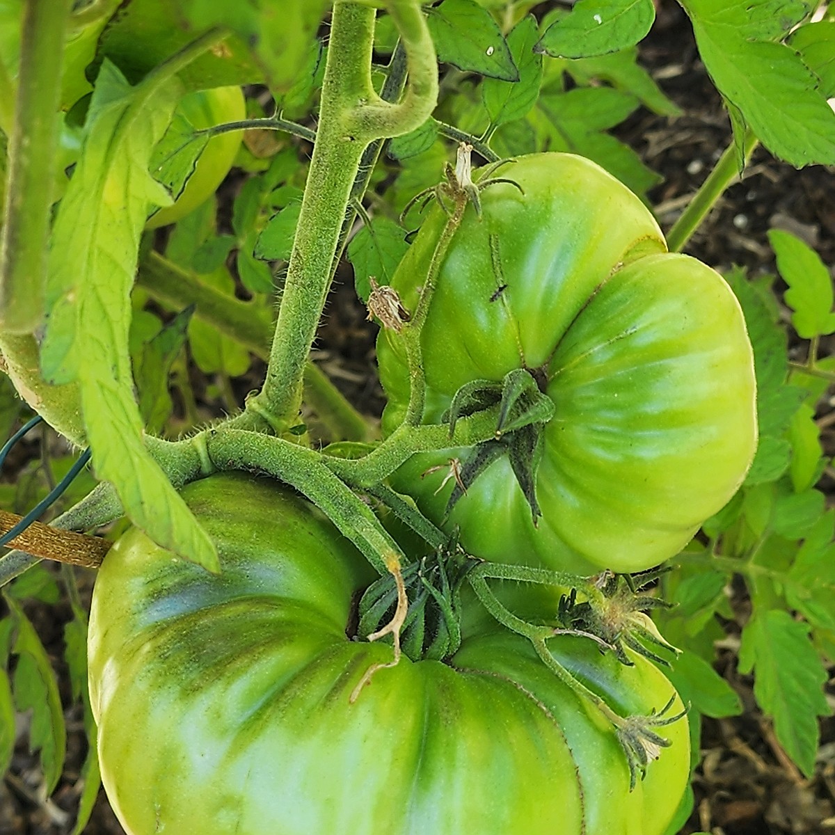 large_green_marmande_8.