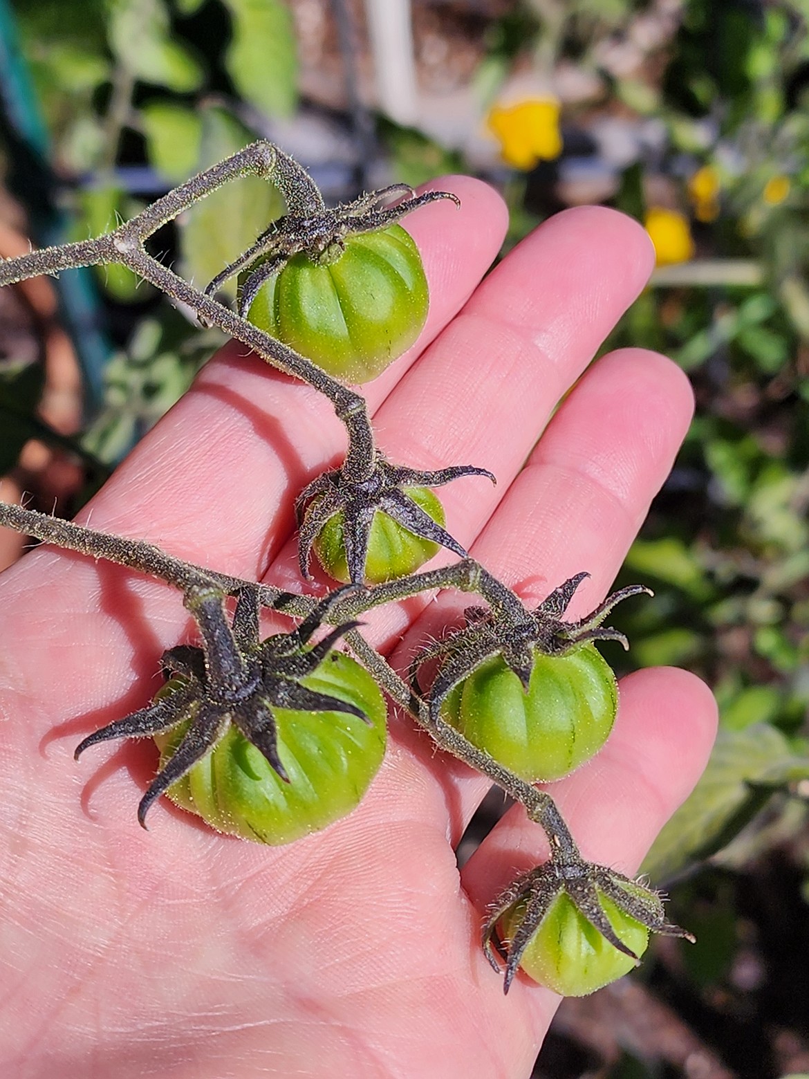 In June, I would have been thrilled to see these developing fruits, but in September, it makes me sad as these have no chance of ripening.