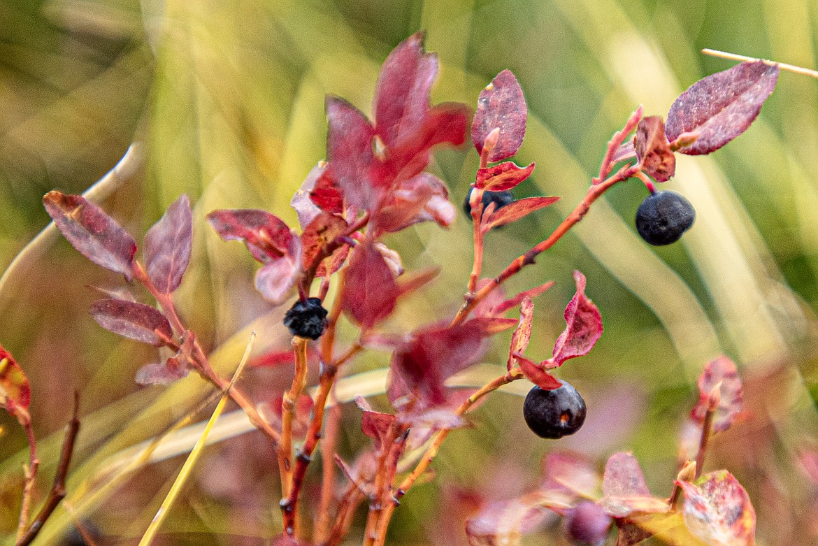 Huckleberries along Hornet Lookout Trail. (Avery Howe/Bigfork Eagle)