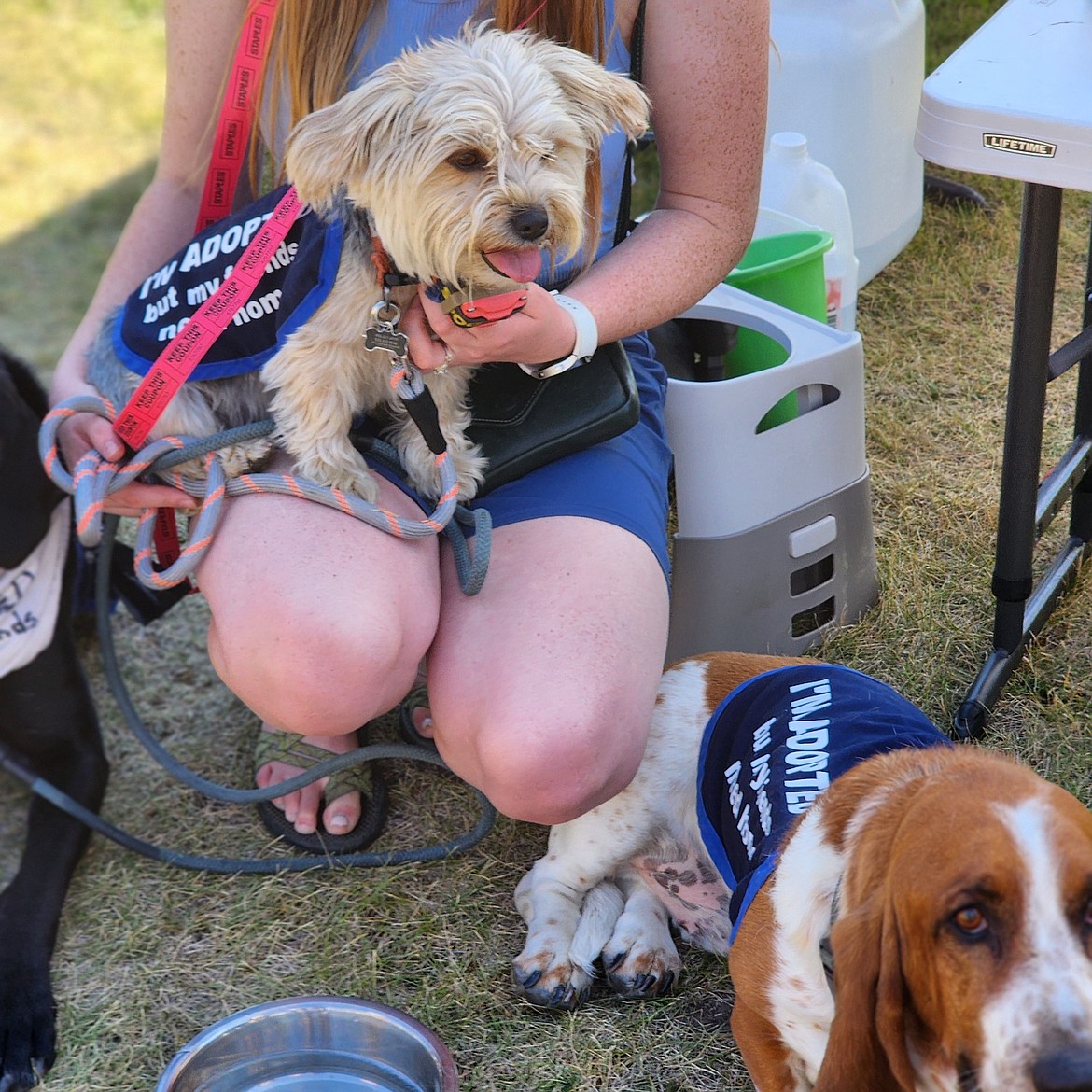 Adoptees from the Kalispell Animal Shelter came to Dayton Daze to encourage people to adopt fluffy friends. (Berl Tiskus/Leader)