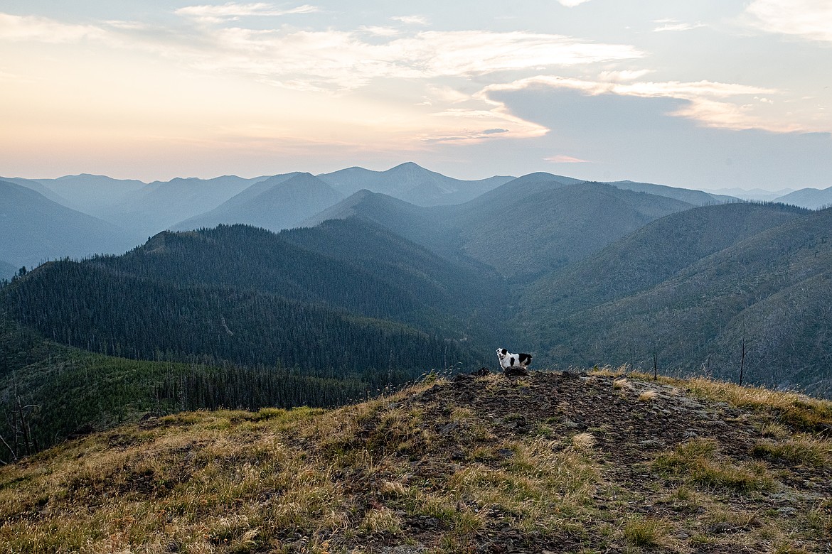 The views out from Hornet Lookout, including Margot the dog. (Avery Howe/Bigfork Eagle)