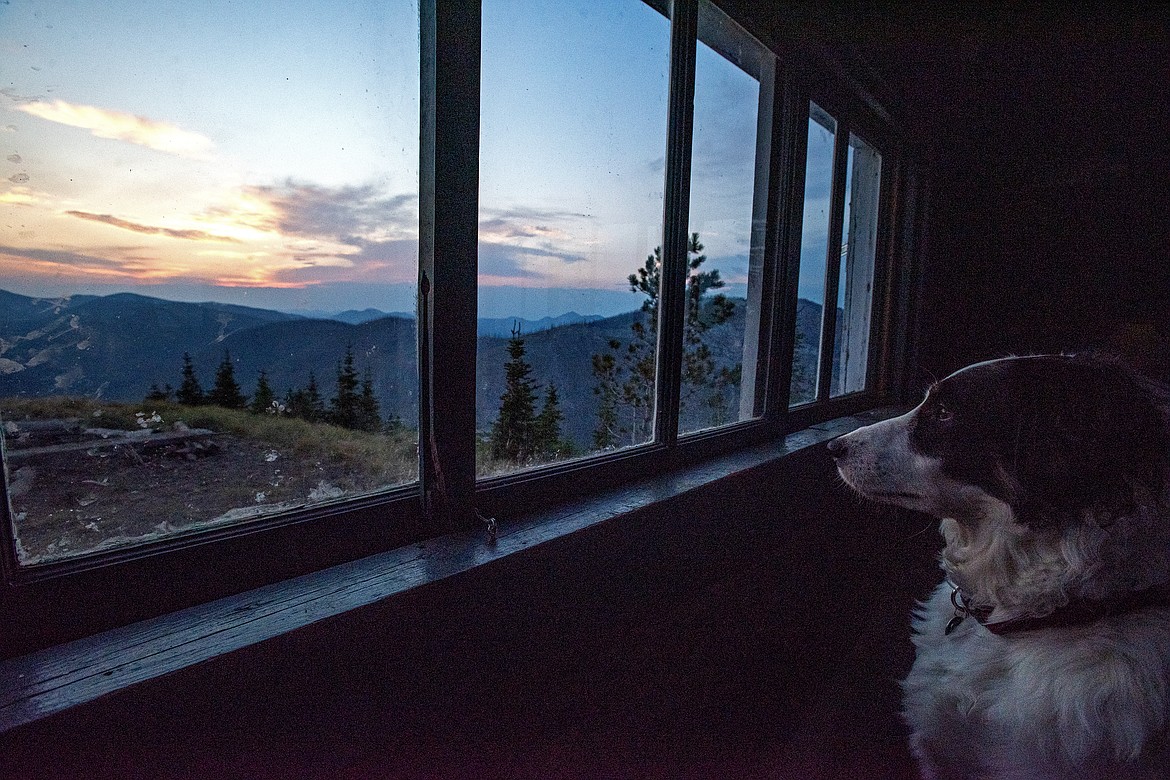 Margot the dog watches the sunset out of Hornet Lookout. (Avery Howe/Bigfork Eagle)