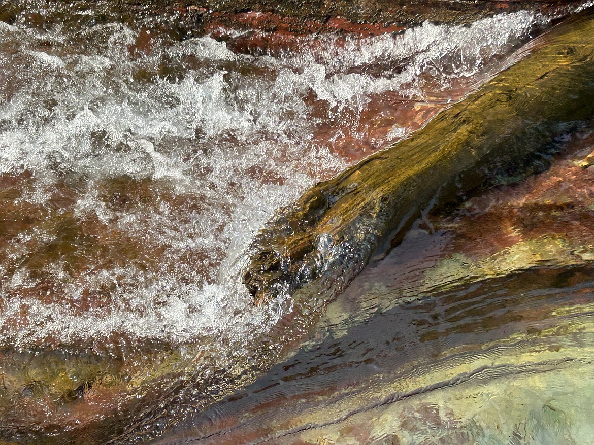 Water rushes over a log in a creek at Glacier National Park this summer.