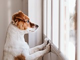 Helping your pet with separation anxiety