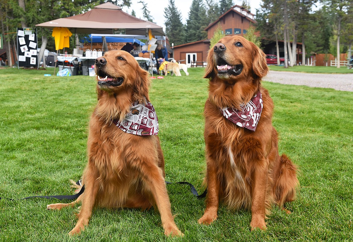 Daddy-daughter duo Daisy and Deisel traveled to GoldenStock from Bozeman. (Kelsey Evans/Whitefish Pilot)