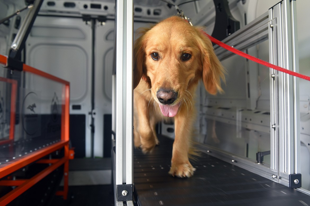 Brady from Kalispell takes a spin on the Helsi mobile dog gym at Goldenstock Saturday. (Kelsey Evans/Whitefish Pilot)