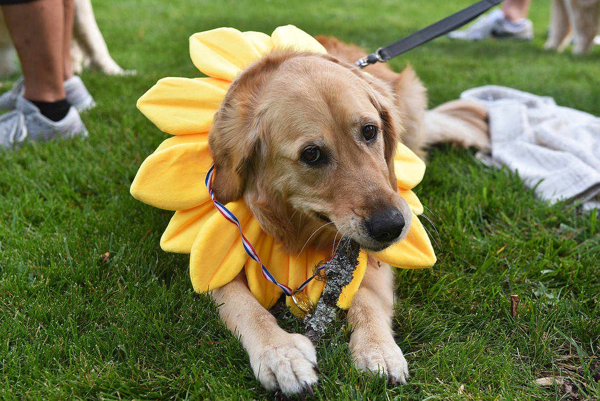 Pearl from Kalispell enjoys a stick at the GoldenStock retriever gathering. (Kelsey Evans/Whitefish Pilot)