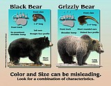 HUNTING TAB Hunters should be ‘Bear Aware’ this fall