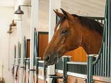 Say 'neigh' to West Nile virus, eastern equine encephalitis