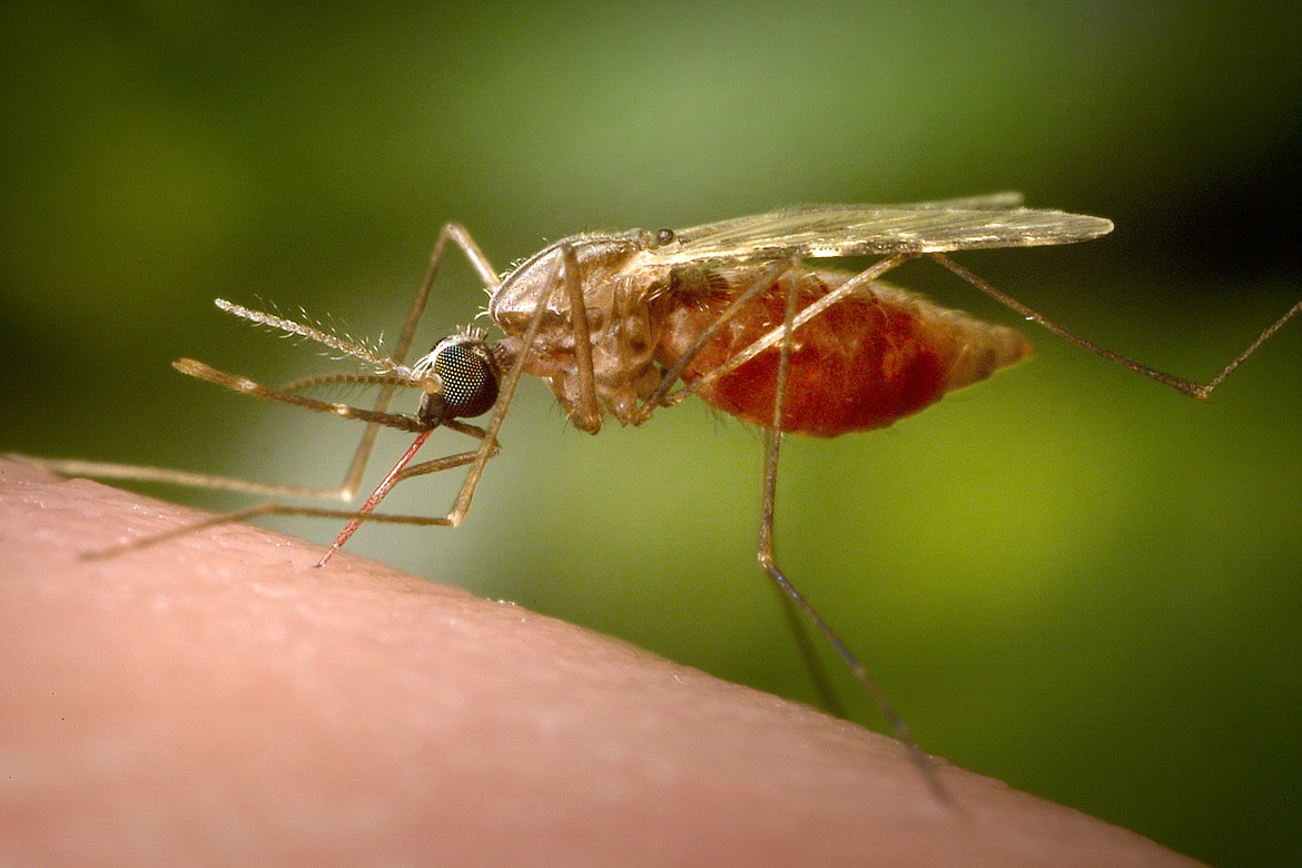 This 2014 photo made available by the U.S. Centers for Disease Control and Prevention shows a feeding female Anopheles funestus mosquito.