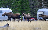 Groups critical of cuts to Glacier Park maintenance