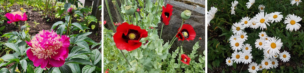 Spring and summer blooming perennials, like peonies, Oriental poppies, and Shasta daisies, are good candidates for dividing in the fall.