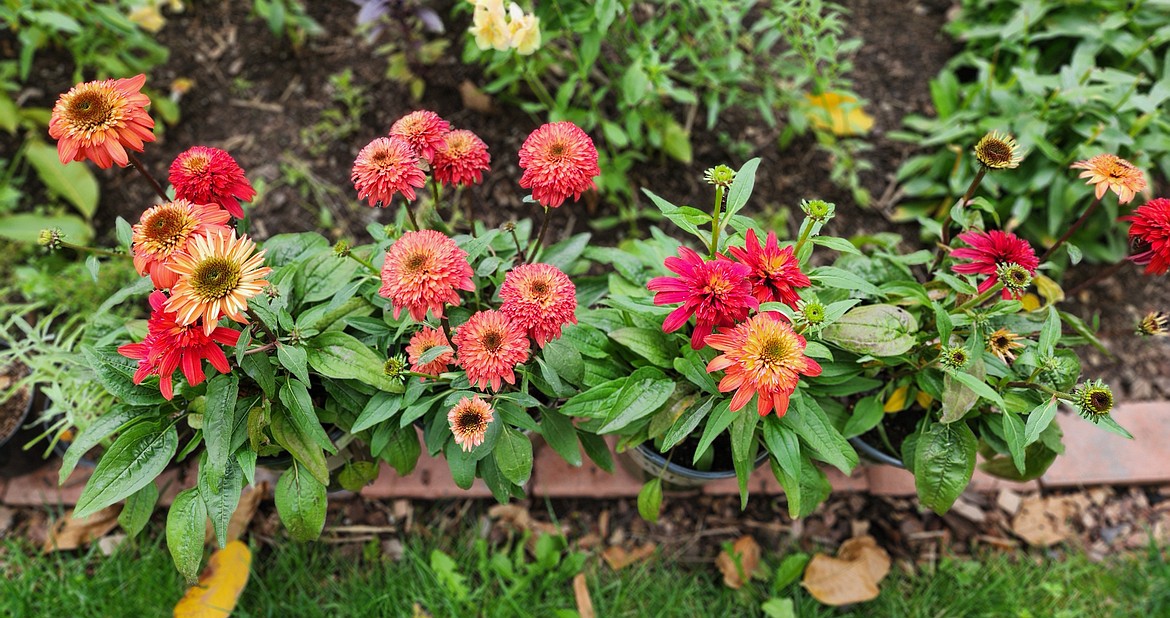 Fall is a great time to find perennial plants and flowers on sale. I found these Coneflowers at a big box home store for 50% off.