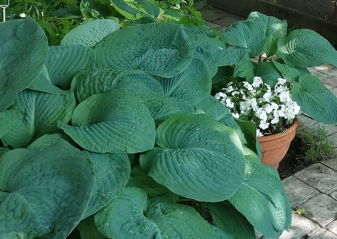 Dividing perennials is an excellent way to manage plant size. This ‘Sum and Substance’ hosta is taking over the garden.