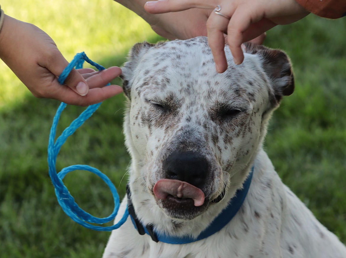 Pogo enjoys friendly pats from friends at Companions Animal Center.