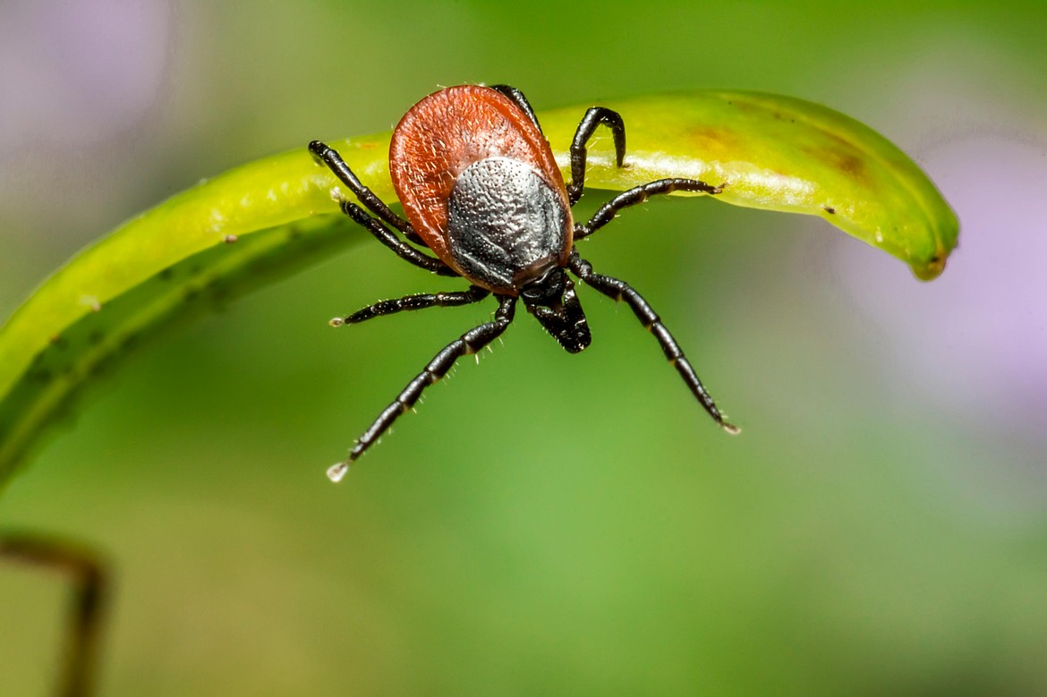 Ticks like the one shown above can spread Lyme disease among animals and humans.