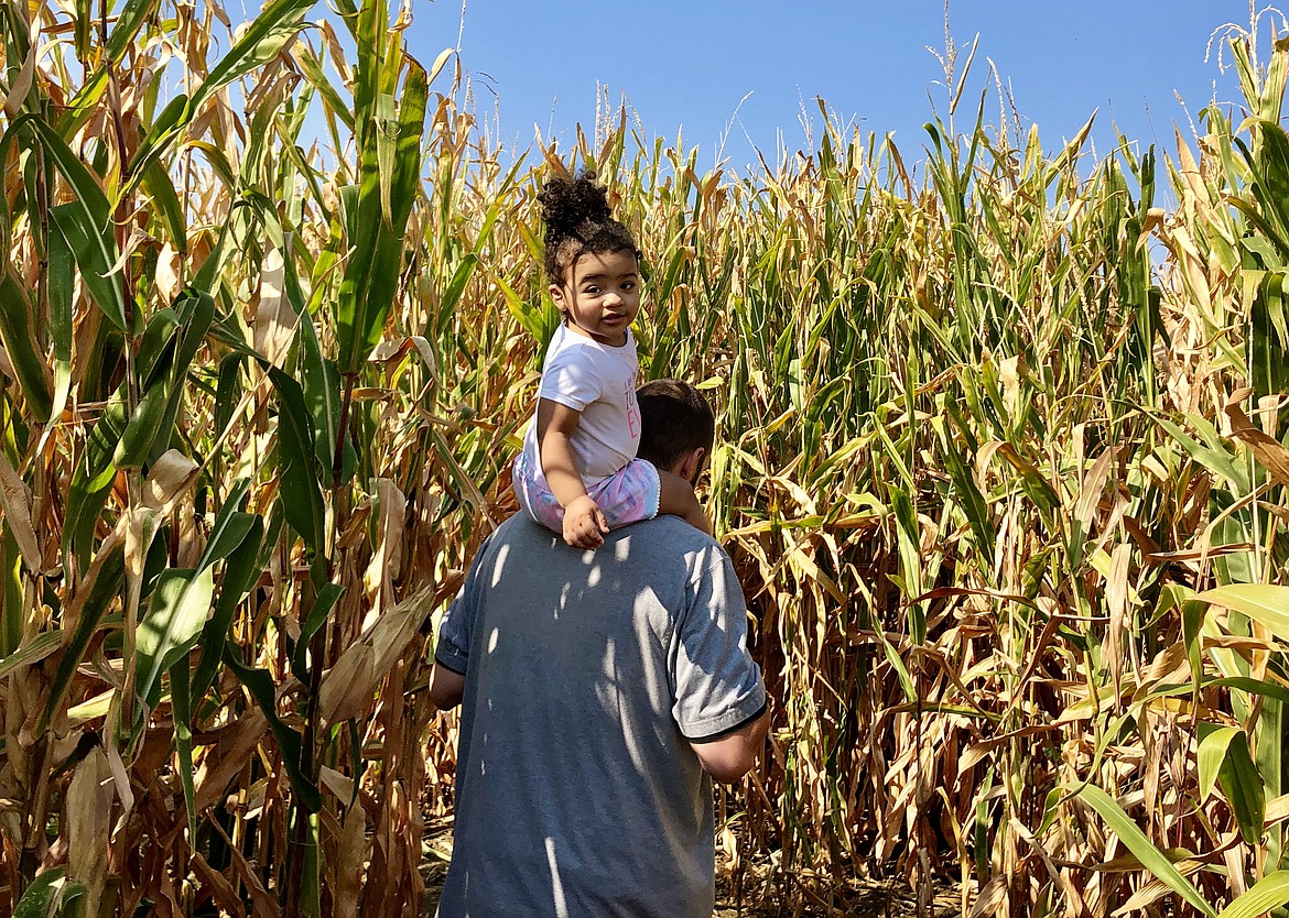 A father and daughter head into the corn maze at Country Cousins, which will hold its Fall Festival this Friday and Saturday.