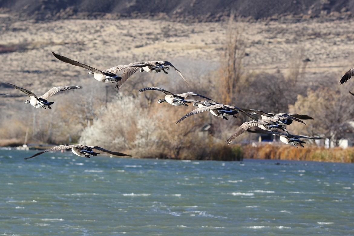 Geese take flight off the surface of Park Lake at Sun Lakes-Dry Falls State park. Park lake is one of three Grant County lakes for which the gamefish season has been extended through October.