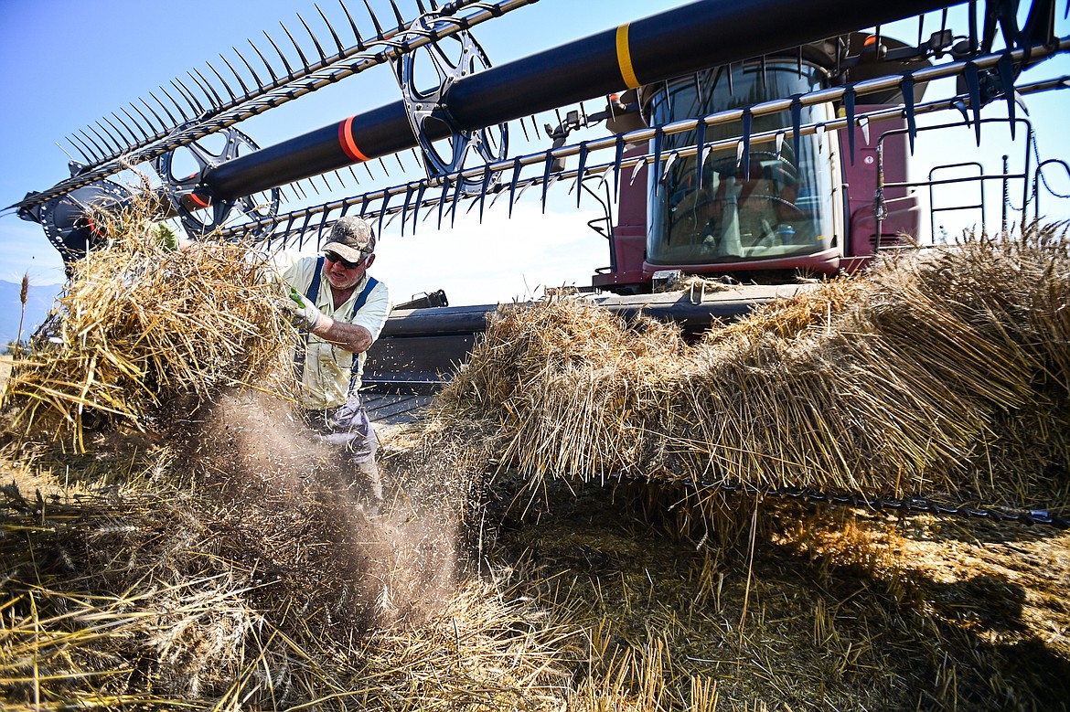 Malcolm Manning clears wheat from the header of a combine while harvesting along Columbia Falls Stage on Tuesday, Sept. 3. (Casey Kreider/Daily Inter Lake)