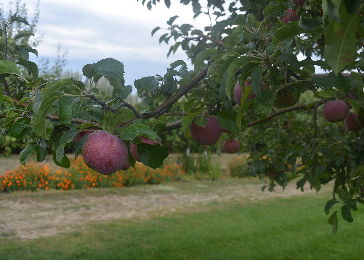 Apples still on the tree are ripe for picking at the Berry and Nut Farm in Rathdrum.