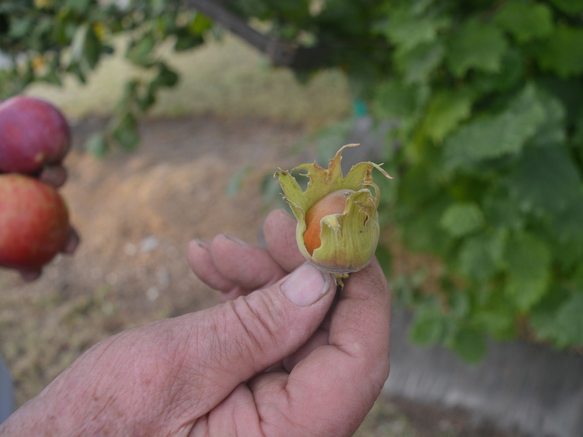 Joe Culbreth holds up a hazelnut from one of his trees at the Berry and Nut Farm in Rathdrum.
The farm has been in operation since 2008.