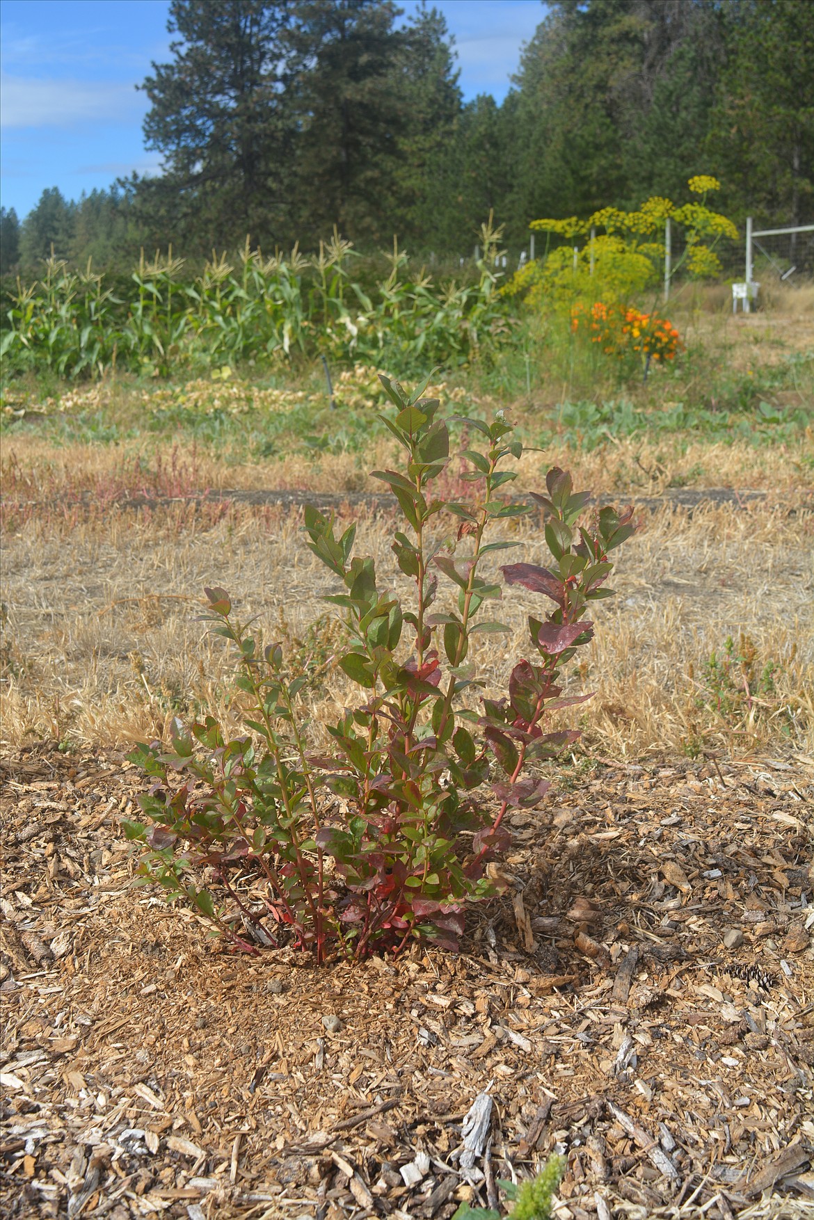 A young berry bush at Red Canoe Farms will grow to maturity for about two years before being brought into the produce operations of the farm.