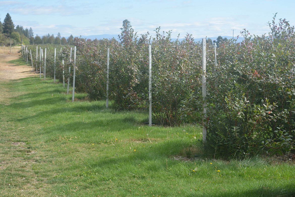 About 4,500 berry bushes line the main growing block at Red Canoe Farms.