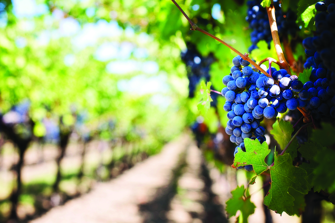 According to the Executive Director of the Washington Wine Growers Association, Colleen Frei, the grapes are in their harvest season; there is an estimate of 250,000 tons of grapes to be harvested this year.