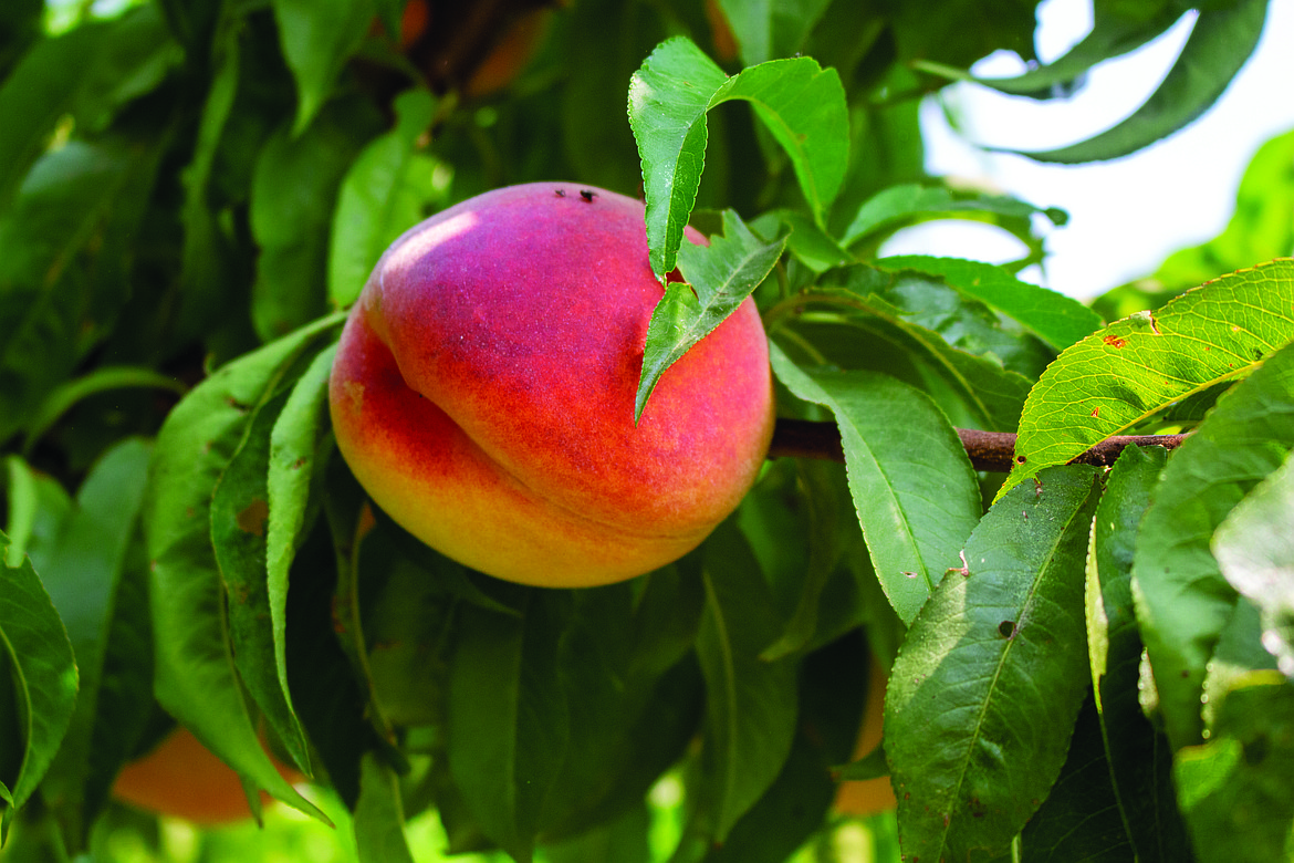 The frost and cold winter destroyed most stone fruit this year including peaches, plums and nectarines, according to Tree Fruit Extension Specialist, Tianna DuPoint.